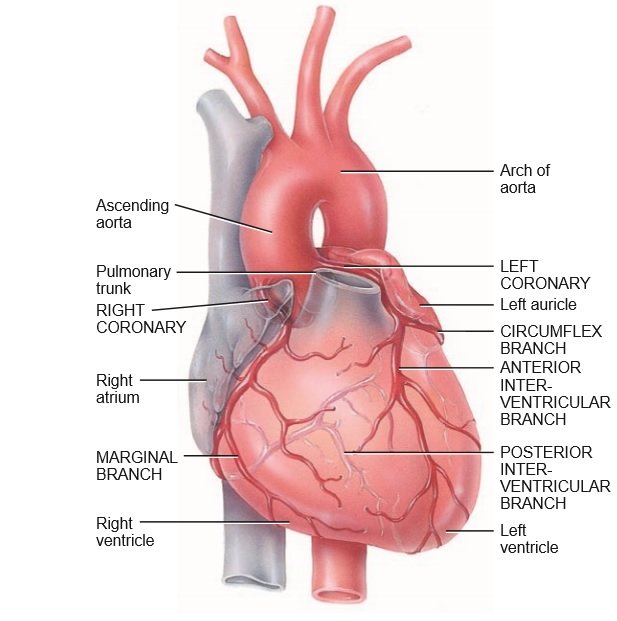 What can cause a heart attack