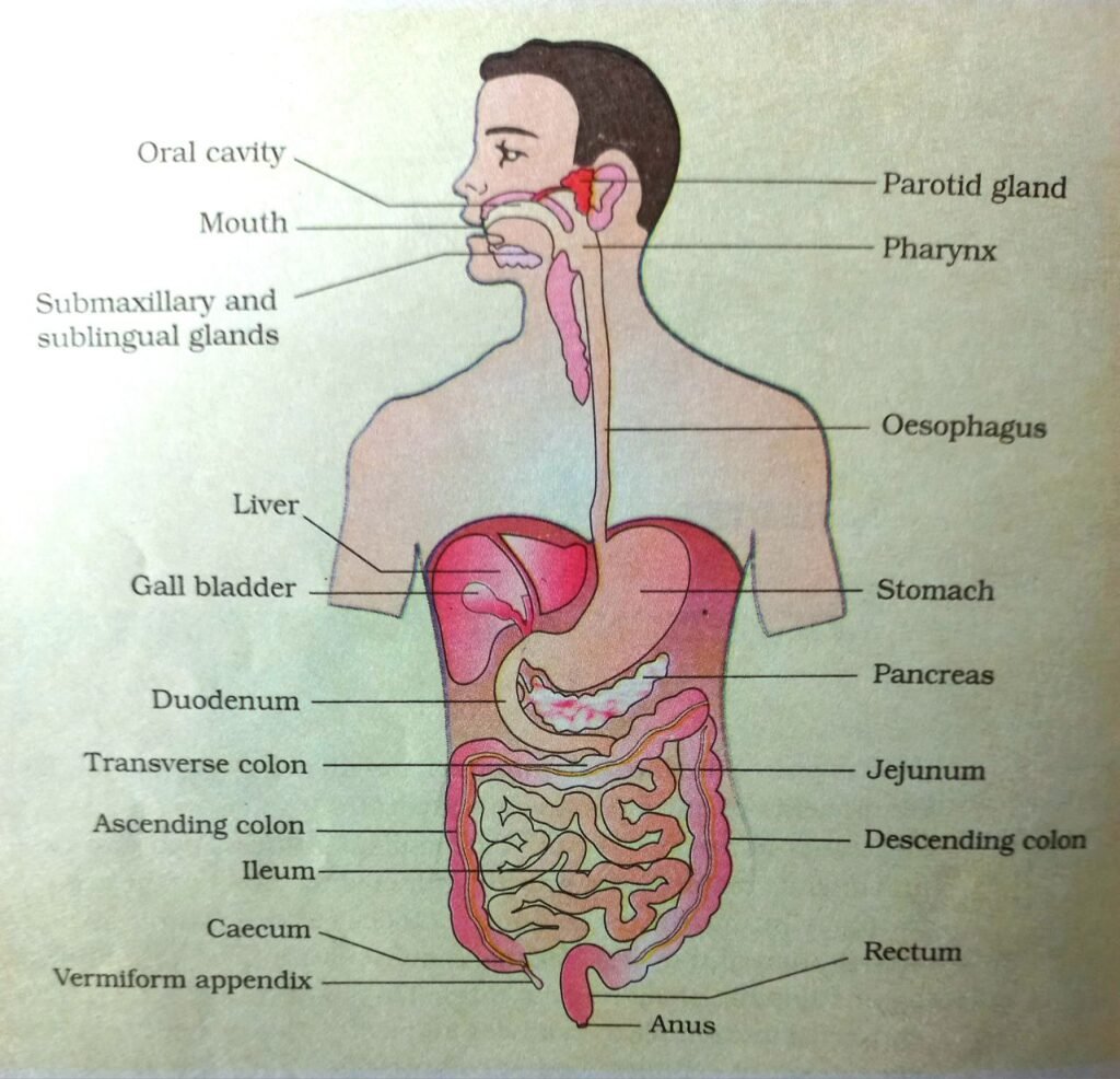 Human Alimentary Canal diagram