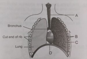 Breathing and exchange of gases 