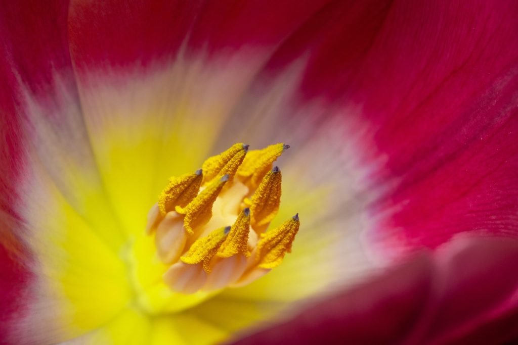 Close-up of a tulip stamen and pollen