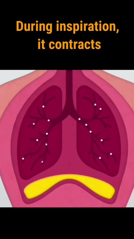 Diaphragm function, a quick revision short