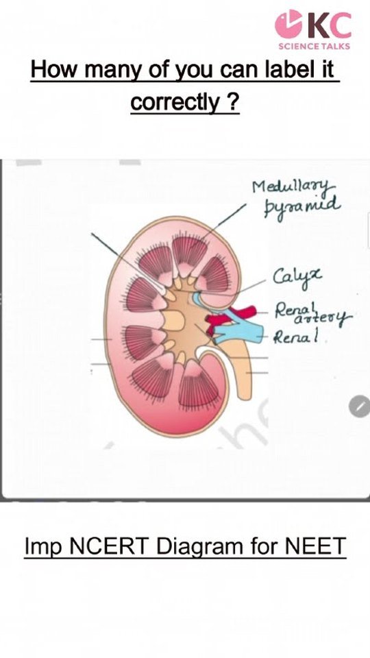 Kidney diagram in 10 seconds